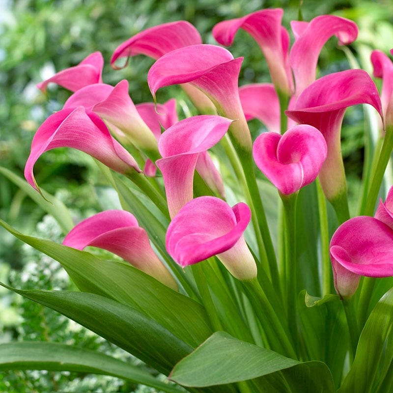 calla lily flower size Super Gem Calla Lily, Zantedeschia