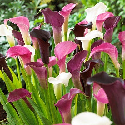 asiatic lily purple rain Purple Rain Calla Lily Mix