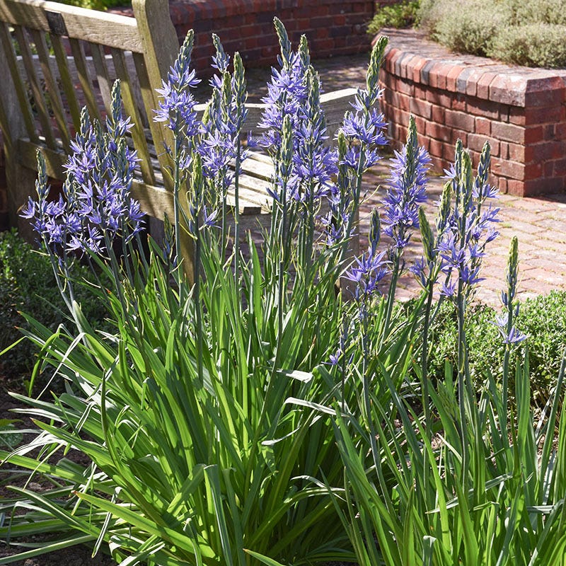camassia plant Camassia Lily | Purple