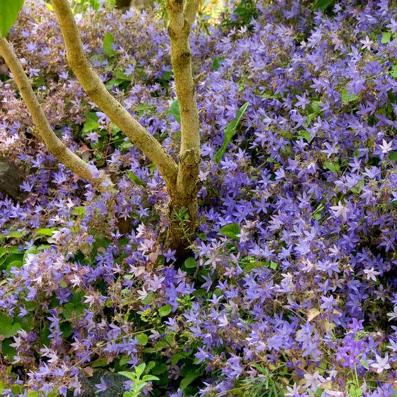 Blue Waterfall Bellflower | Plant