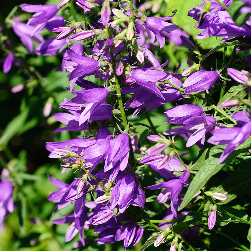 lavender bell flower Bellflower Seeds | Blue