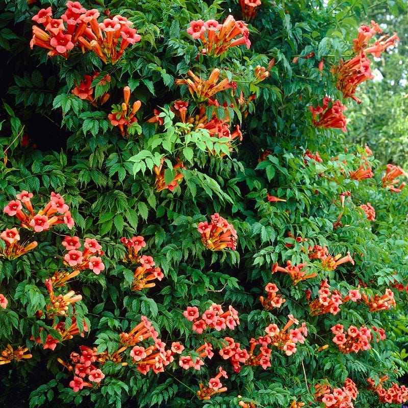 Flamenco Trumpet Vine, Campsis radicans