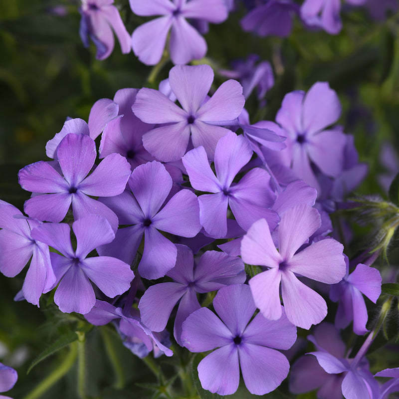 Candy Cloud Blue Creeping Phlox | Blue/Purple | Plant