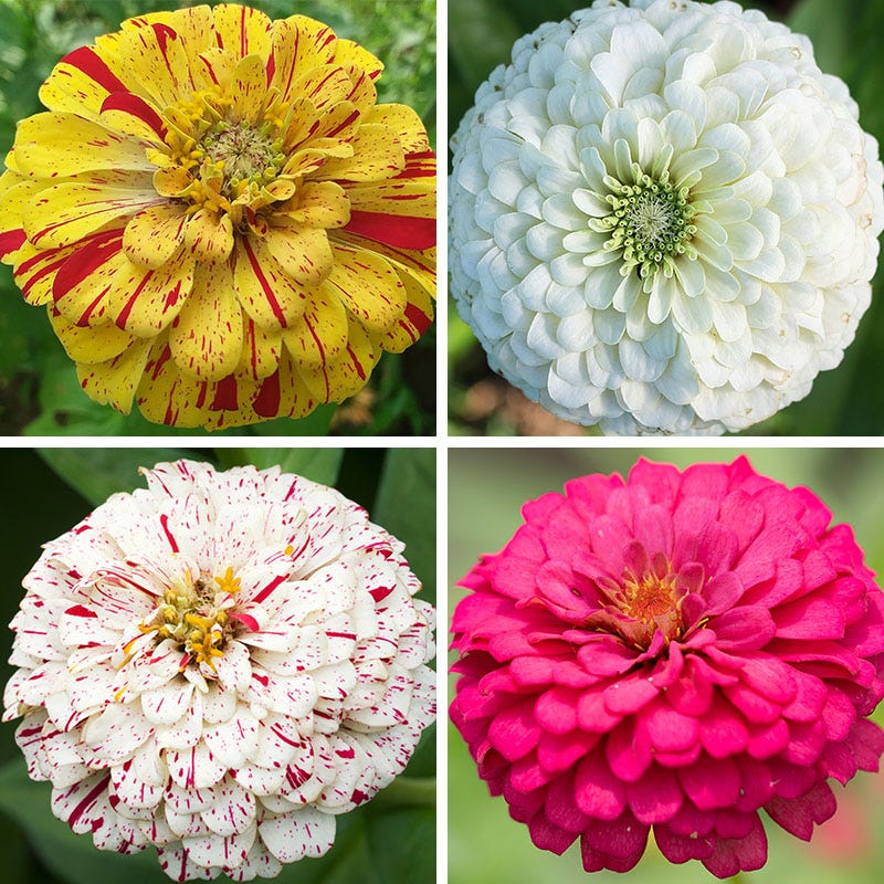 5g mixed zinnia flower seed easy to grow plant Candyland Zinnia Seed Mix