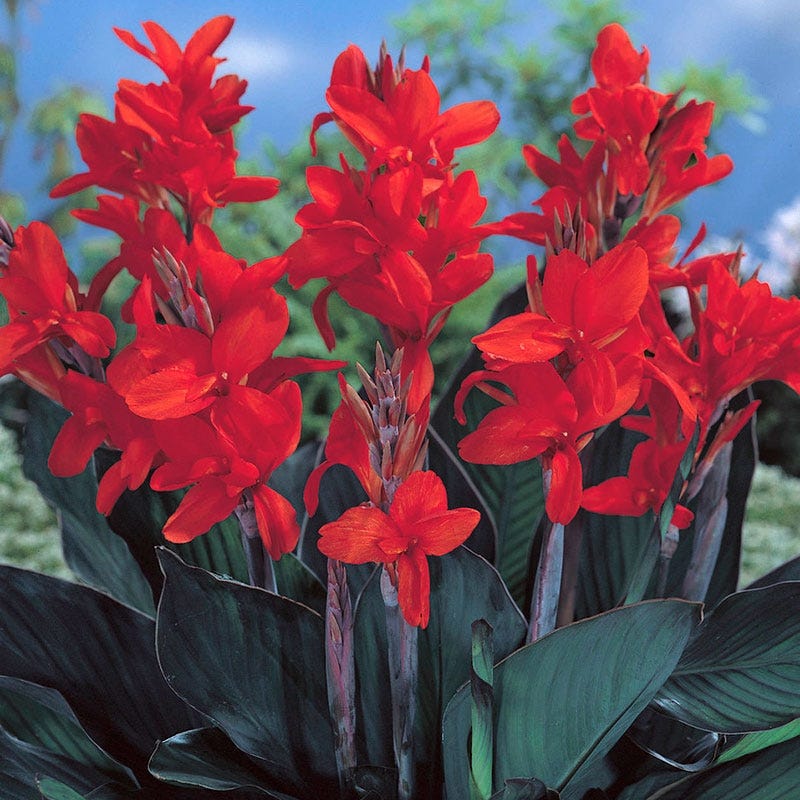 canna plant australia Australia Canna Lily | Canna indica