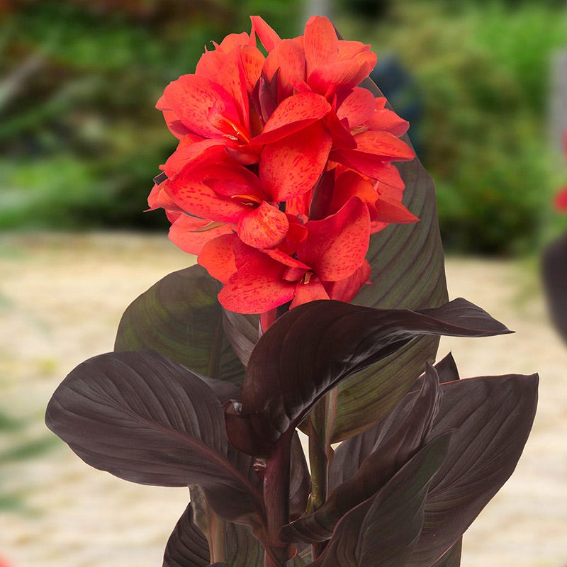 Cannasol Happy Julia Canna Lily | American Meadows