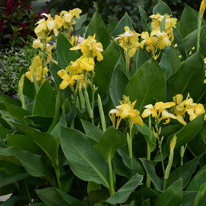 yellow canna lily flower Cannova Yellow Canna Lily