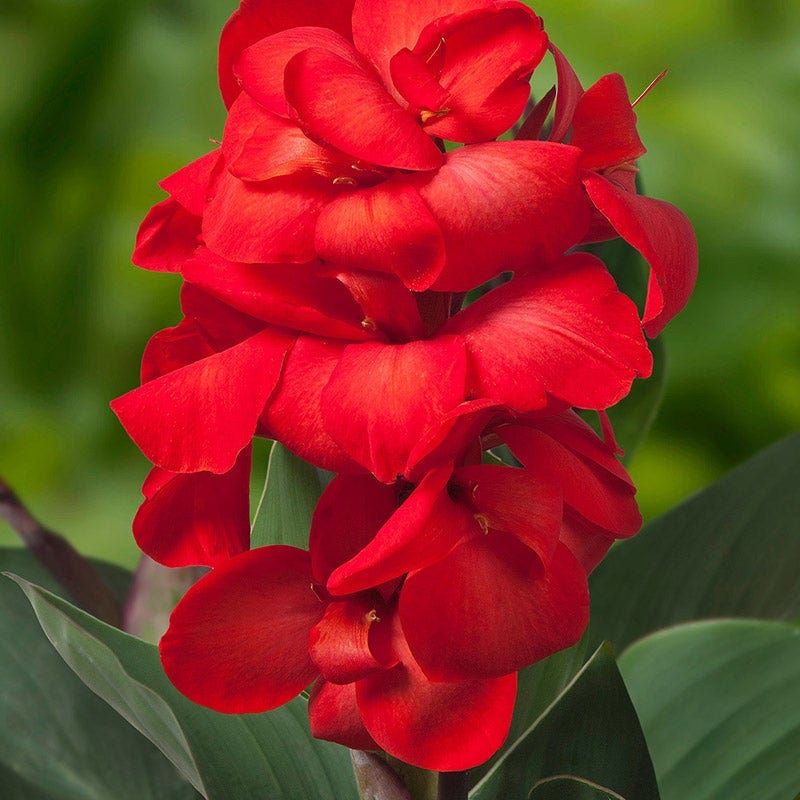 Happy花冠シャンパンエレガントレッド Canna Cannasol 'Happy Carmen'