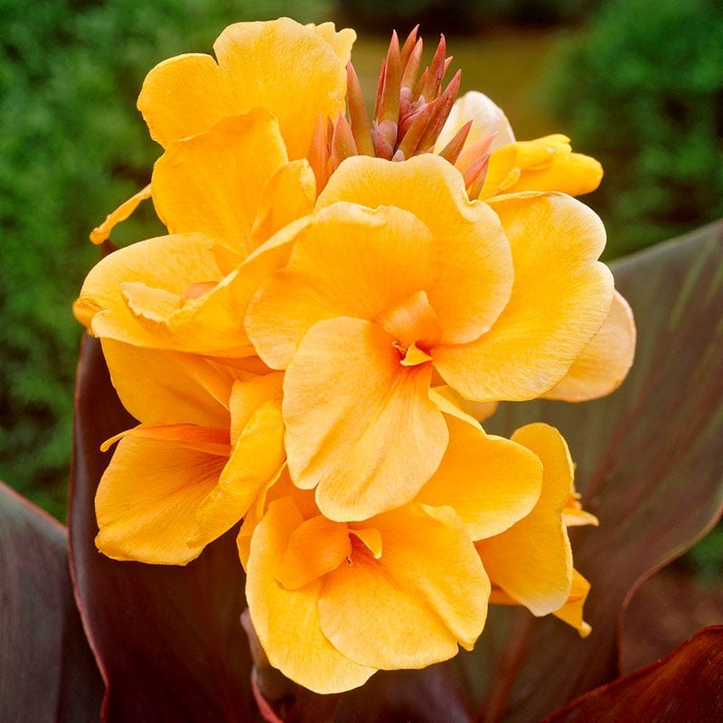 canna lily flower pictures Chocolate Sunrise® Canna Lily | Canna indica