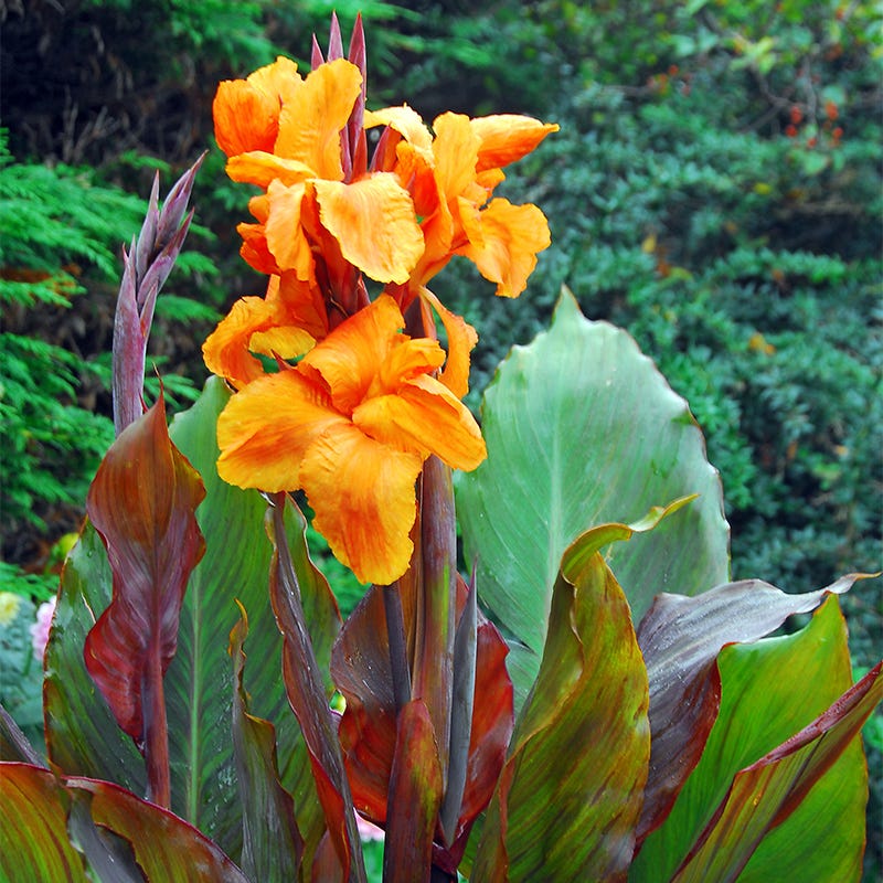 lily canna flower Wyoming Canna Lily