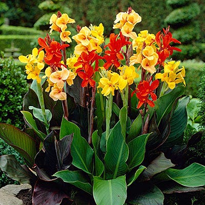 canna potting mix Canna Lily Mix,Canna indica