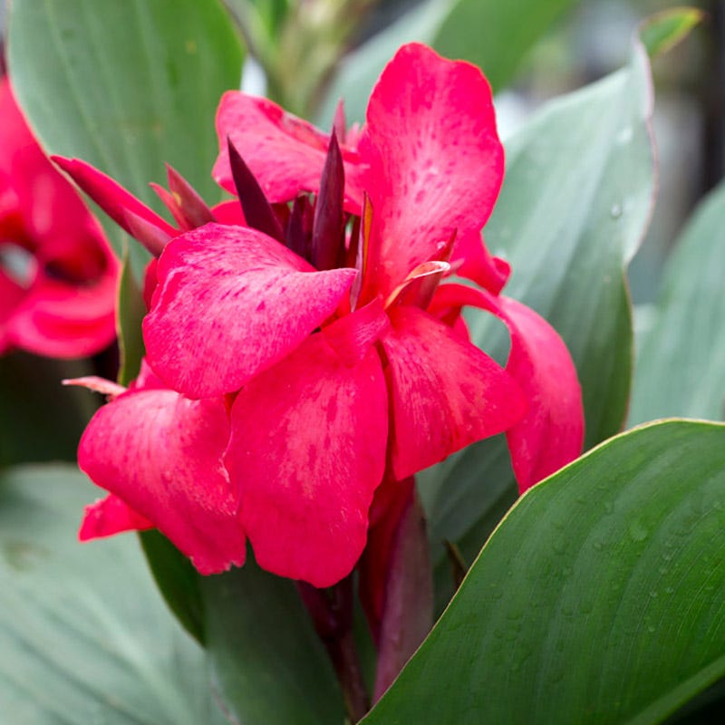 canna lily flower Cannova Rose Canna Lily