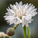 White Cornflower or Bachelor Button Seeds|white cornflower