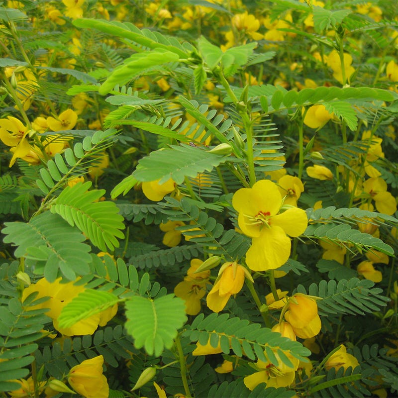 a purebred plant that produces yellow seeds is crossed Partridge Pea Seeds, Chamaecrista fasciculata