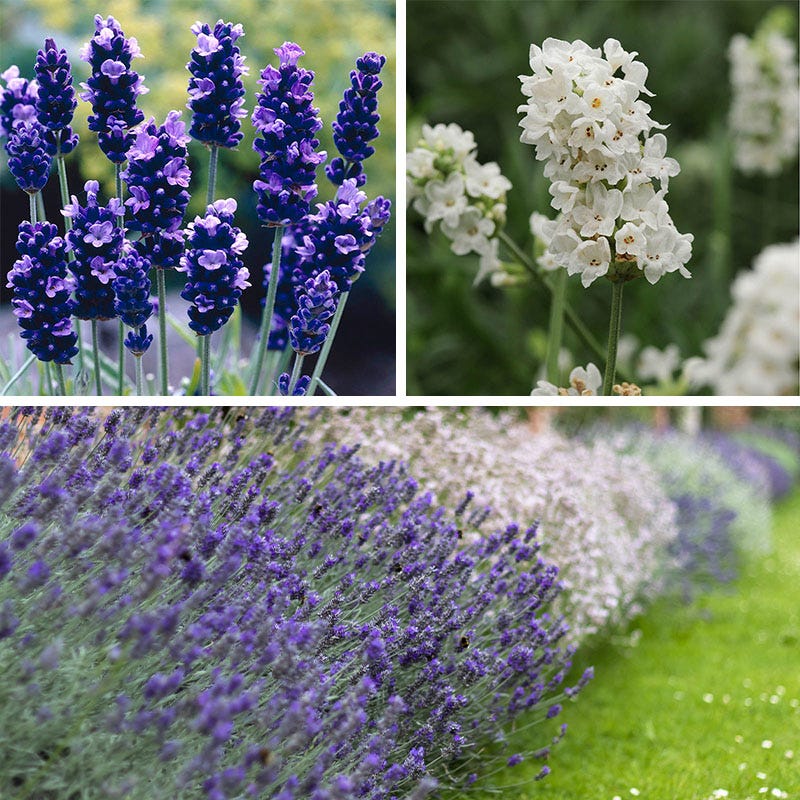is lavender plant a perennial Checkerboard Low Grow Lavender Collection