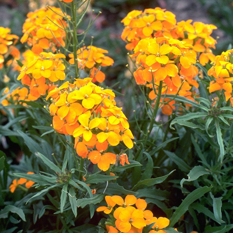 planting wallflower seeds Siberian Wallflower Seeds | Orange