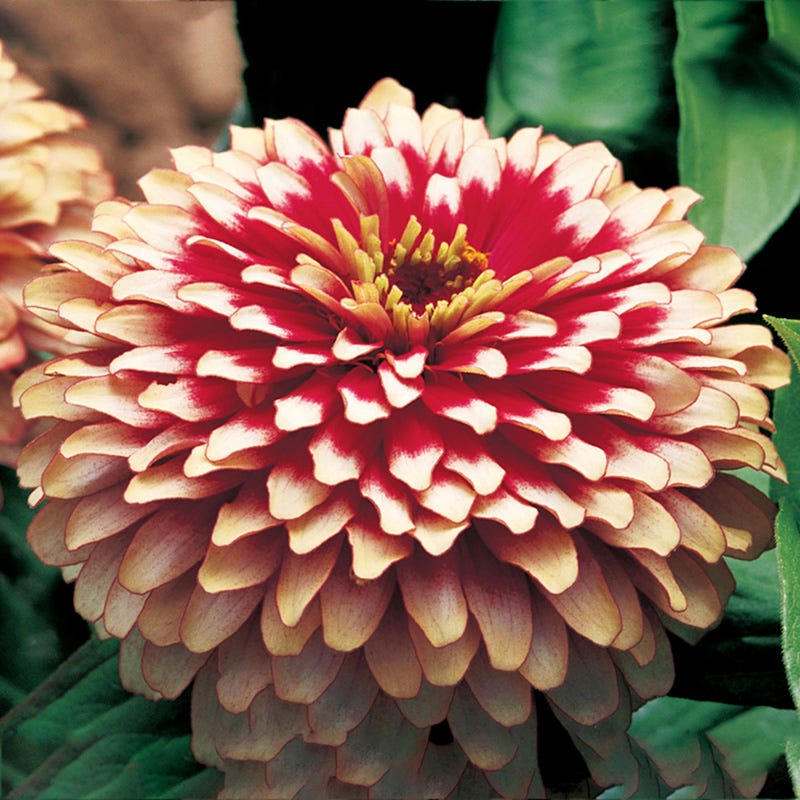 Flower Swizzle Cherry & Ivory Zinnias | Compact & Colorful