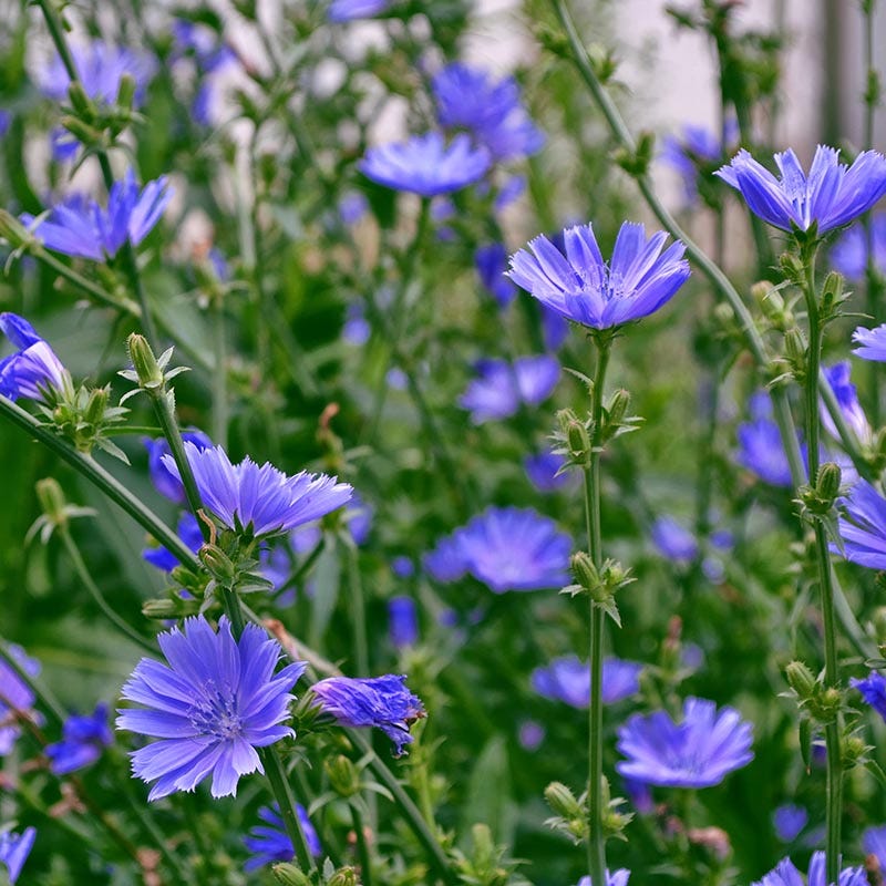 planting chicory seeds Chicory Seeds | Blue
