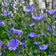 Chicory Seeds|Blue Chicory Seeds, Cichorium intybus, Chicory flowers