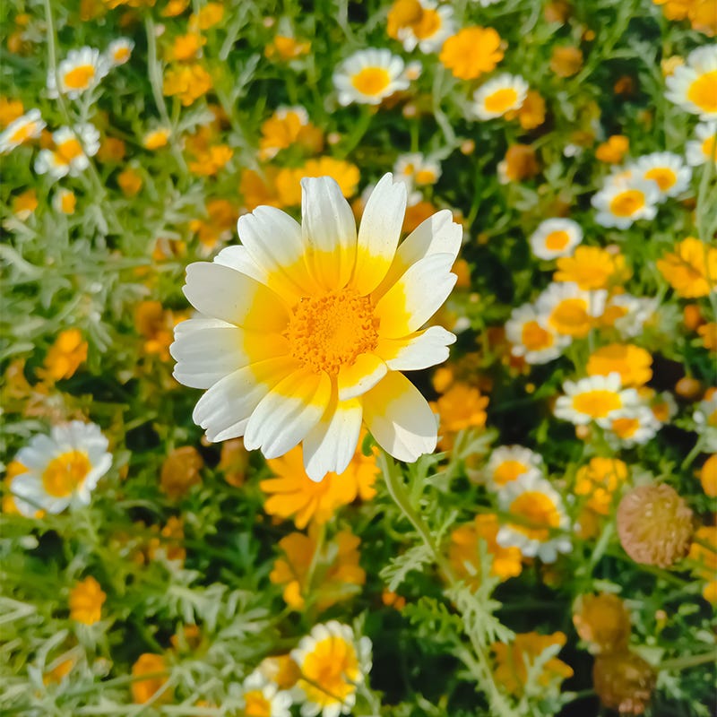 garden daisy seeds Crown Daisy Seeds, Glebionis coronaria