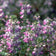 Chinese Houses Seeds|Purple and White Chinese Houses Seeds, Collinsia heterophylla, Chinese Houses