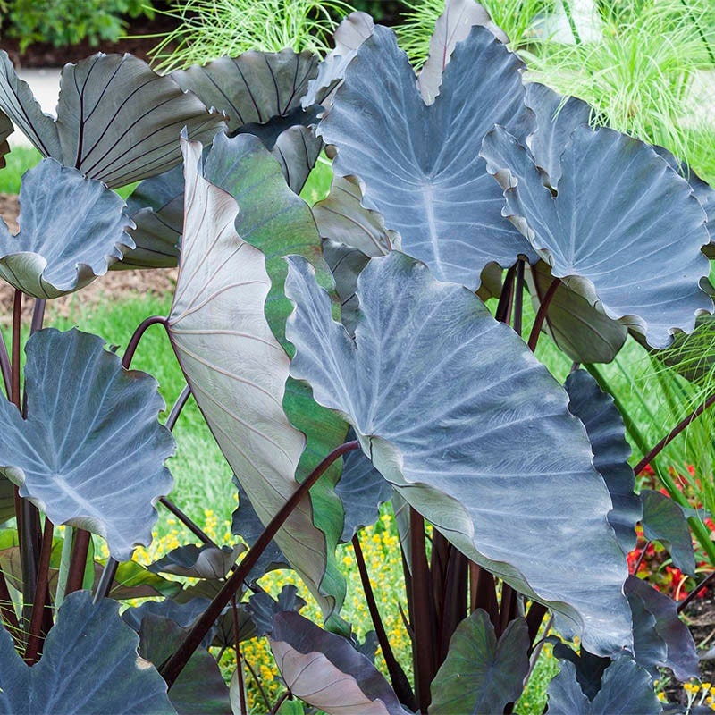 Black Magic Elephant Ear, Colocasia
