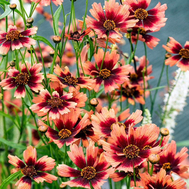 Desert Coral Coreopsis, Tickseed | American Meadows