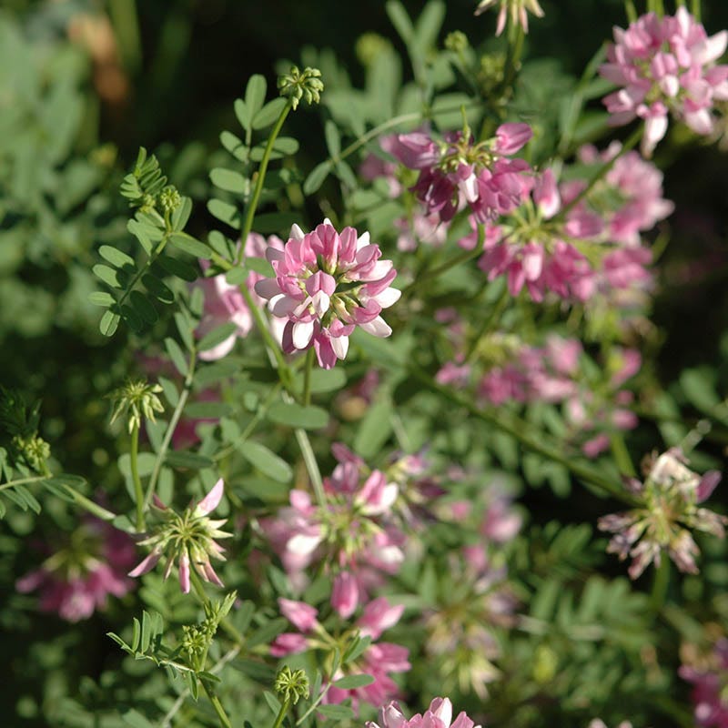 Crown Vetch (Coronilla Varia) In Chatham Kent Wallaceburg Blenheim - Foto 5