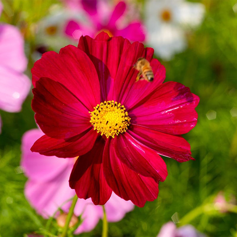 Dazzler Cosmos Seeds | American Meadows