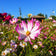 Picotee Cosmos Seeds|Pink and White Cosmos Seeds Picotee, Cosmos bipinnatus, Cosmos