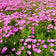 Pinkie Cosmos Seeds|Pink Cosmos Seeds Pinkie, Cosmos bipinnatus, Cosmos