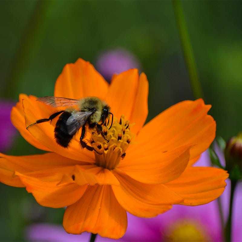 orange cosmos flower seeds Sulphur Cosmos Seeds | Orange/Yellow