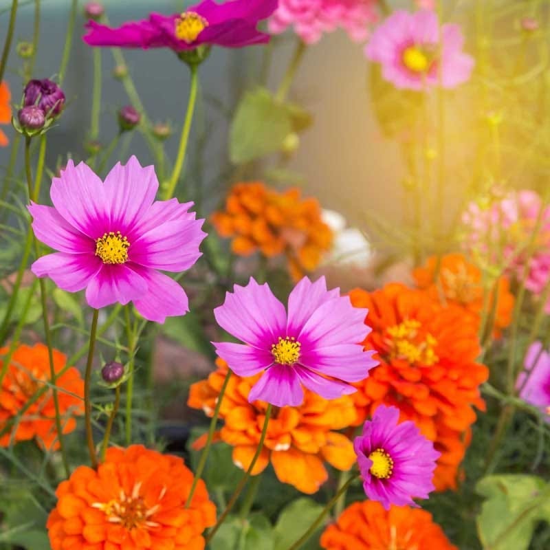 Zinnia & Cosmos Seed Collection | American Meadows