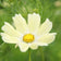 Sunset Yellow Cosmos Seeds|Cosmos Seeds Sunset Yellow