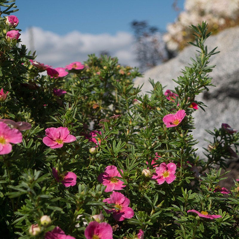 belle plants Bella Bellissima Potentilla