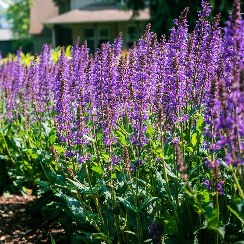 Blue By You Meadow Sage | Blue/Purple | Plant