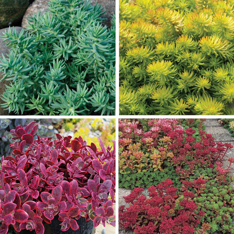 creeping succulent ground cover Creeping Sedum Low Grow Collection