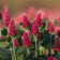 Crimson Clover Seeds|Red Crimson Clover Seeds, Trifolium incarnatum