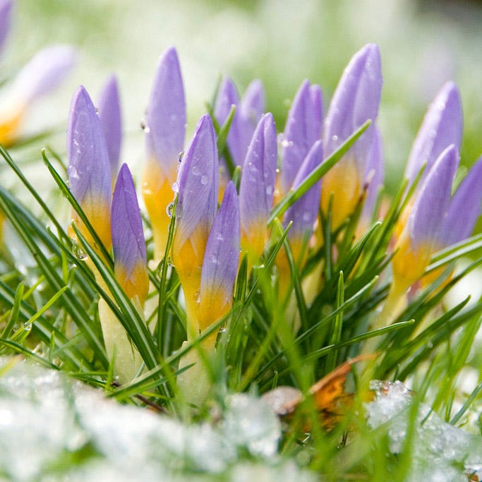 Tricolor Snow Crocus, Wild Crocus | American Meadows