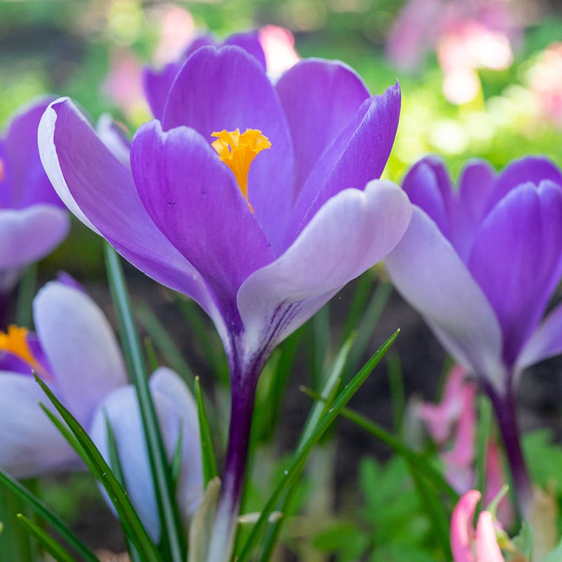 Whale Shark Dutch Crocus | Bold Purple Blooms for Early Spring