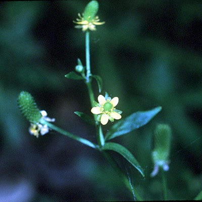 buttercup flower seeds for sale Cursed Buttercup Seeds | Yellow