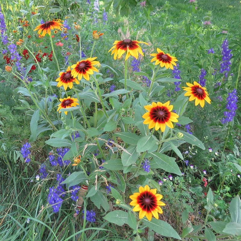 plants with big seeds Landscaper's Big Blooms Wildflower Seed Mix