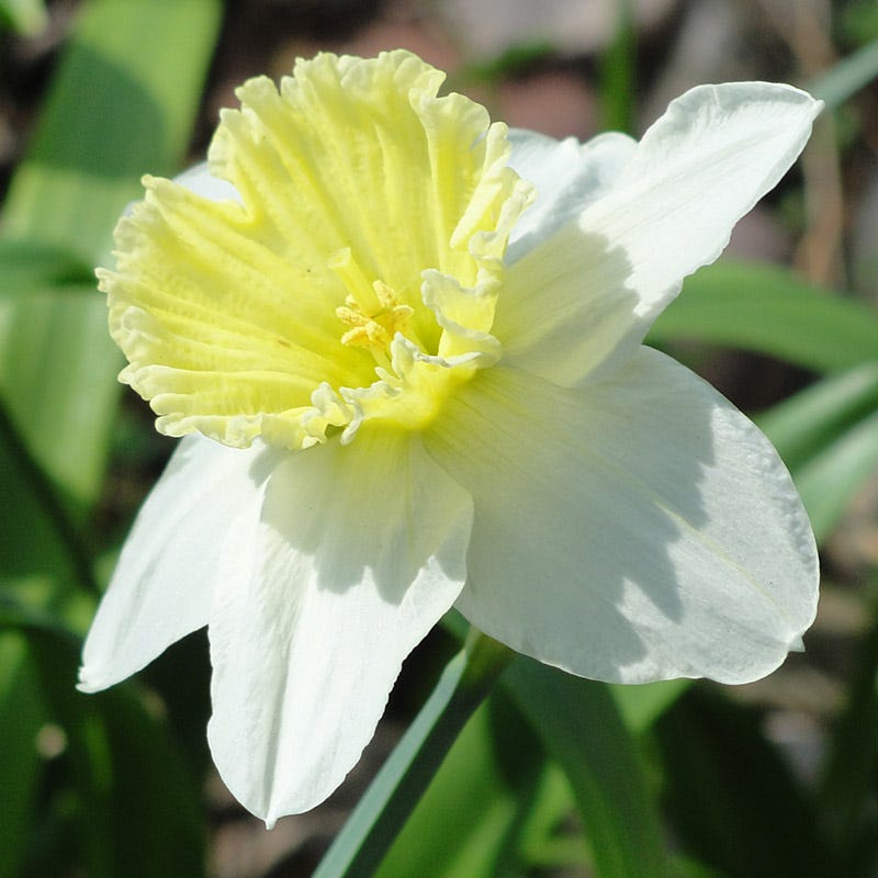 Ice Follies Large Cupped Daffodil, Narcissus | American Meadows