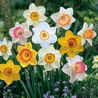 daffodil house plant Sunshine Large Cupped Daffodil Mix