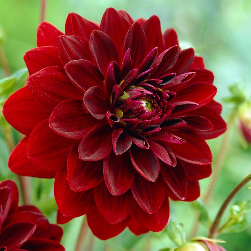 dahlia arabian night seeds Arabian Night Decorative Dahlia