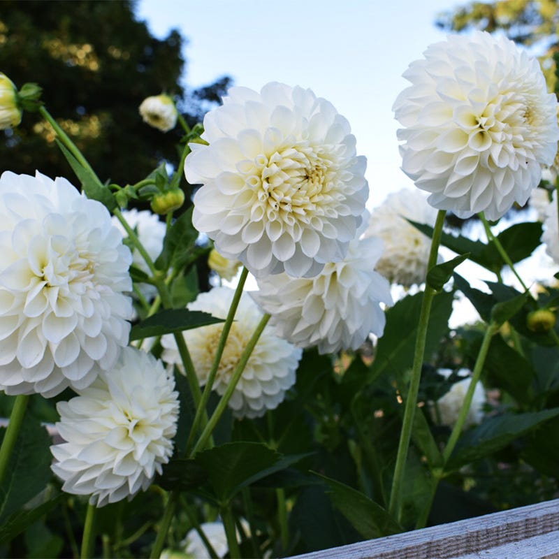 Boom Boom White Ball Dahlia