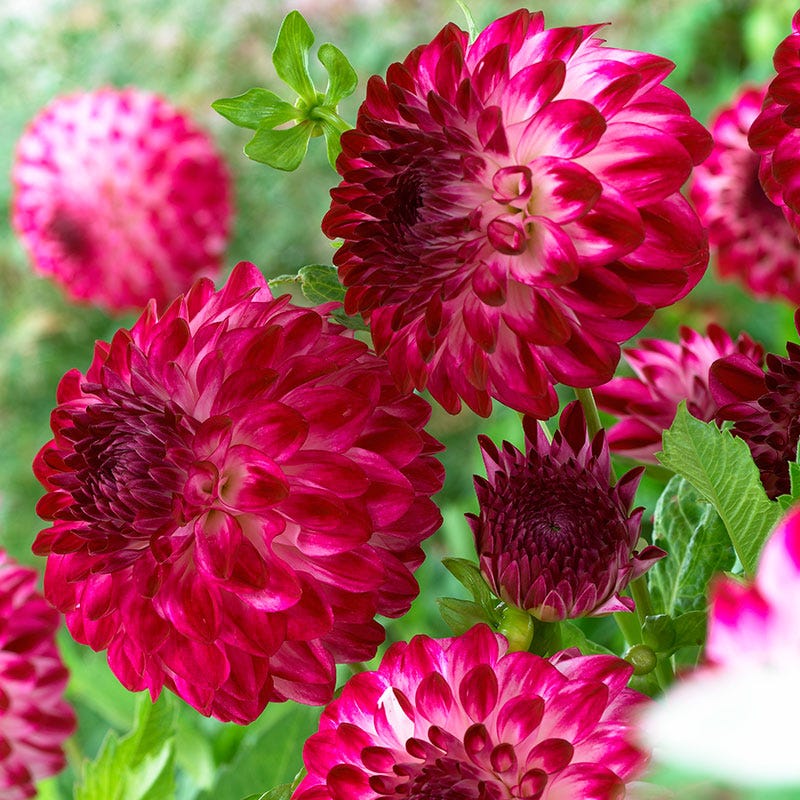 Caproz Pizzazz Semi Dinner Plate Dahlia | American Meadows