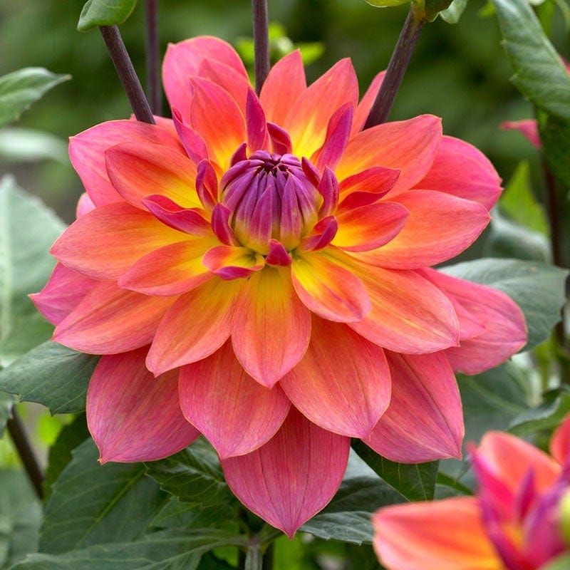 dahlia potted plants for sale Firepot Decorative Dahlia