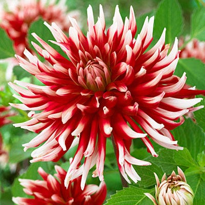 dahlia succulent Friquolet Cactus Dahlia