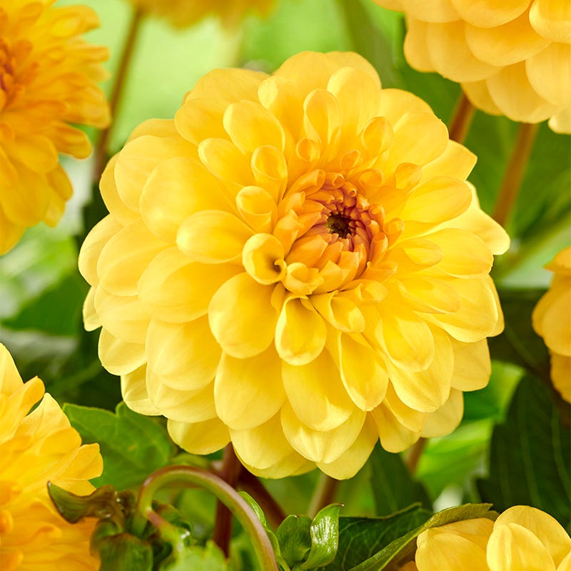 Golden Scepter Pompon Dahlia | Yellow